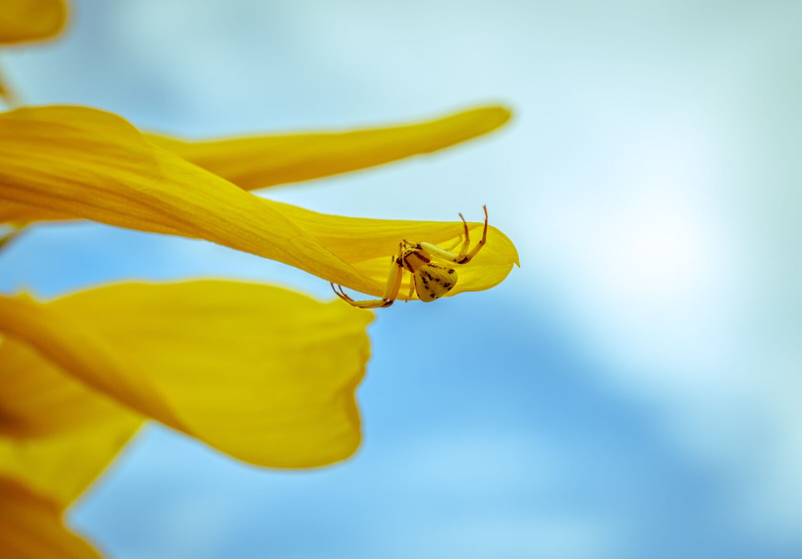 Nikon D5500 sample photo. Spider, sunflower, nature photography