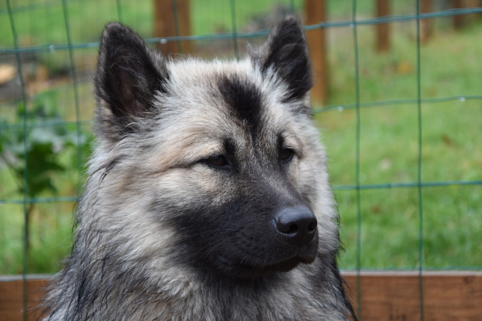 Nikon D5600 sample photo. Dog, dog eurasier, bitch photography