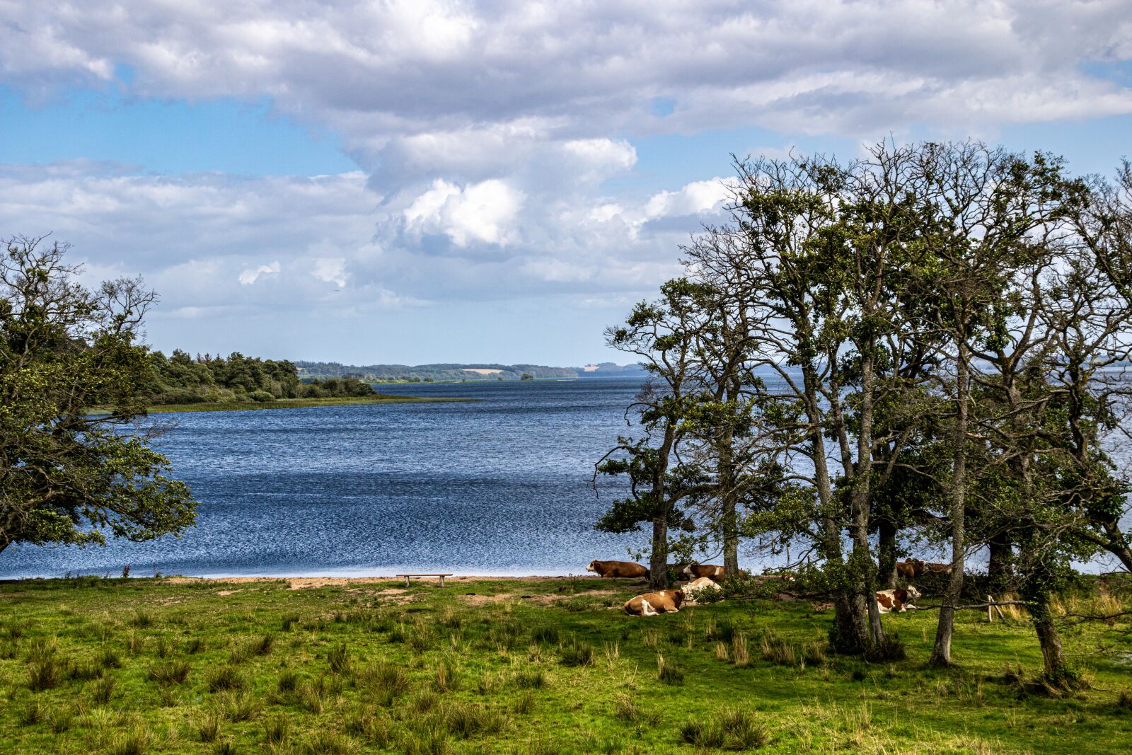 Canon EOS 750D (EOS Rebel T6i / EOS Kiss X8i) sample photo. Mossø, cows, landscape photography