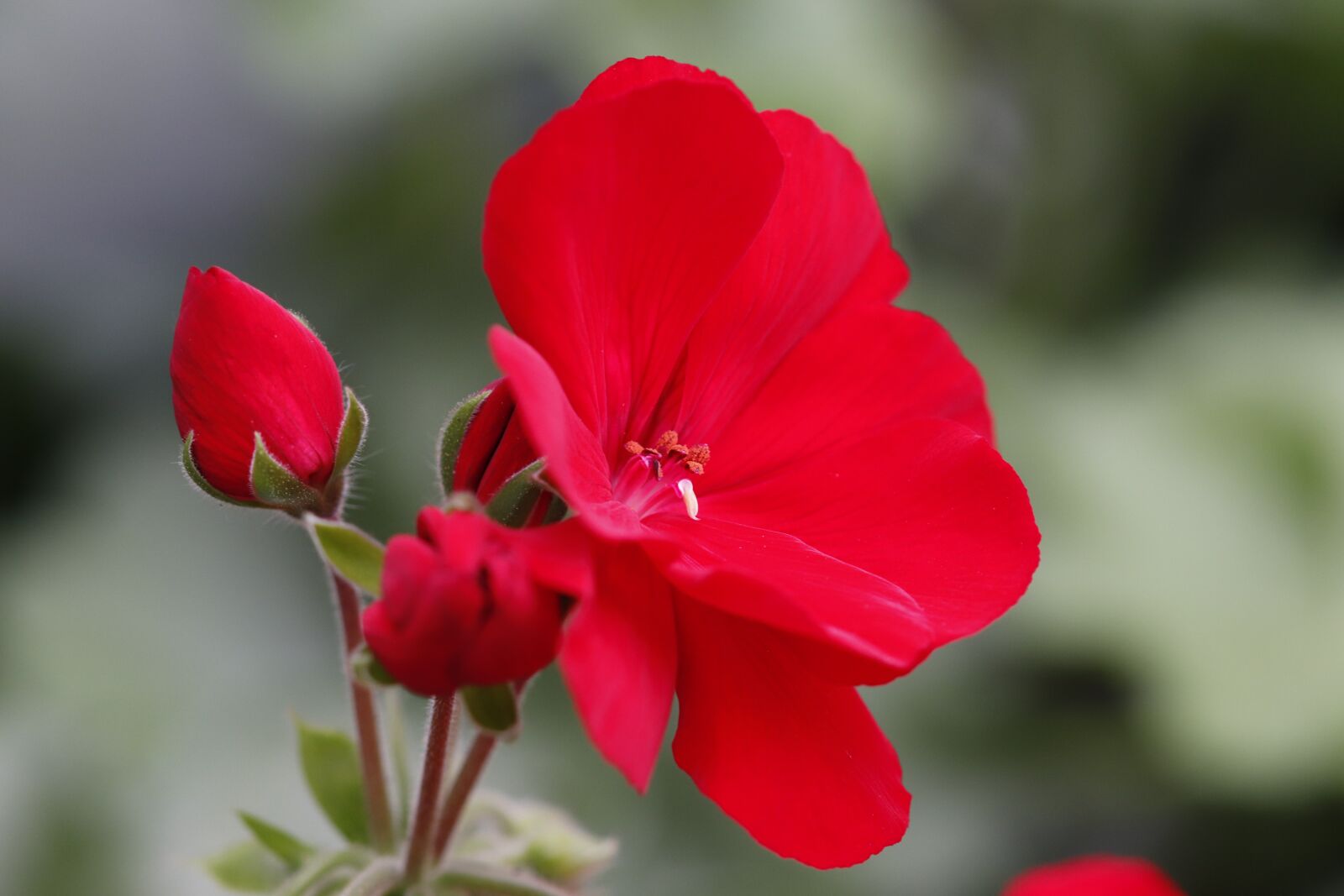 Canon EOS 200D (EOS Rebel SL2 / EOS Kiss X9) sample photo. Geranium, blossom, bloom photography