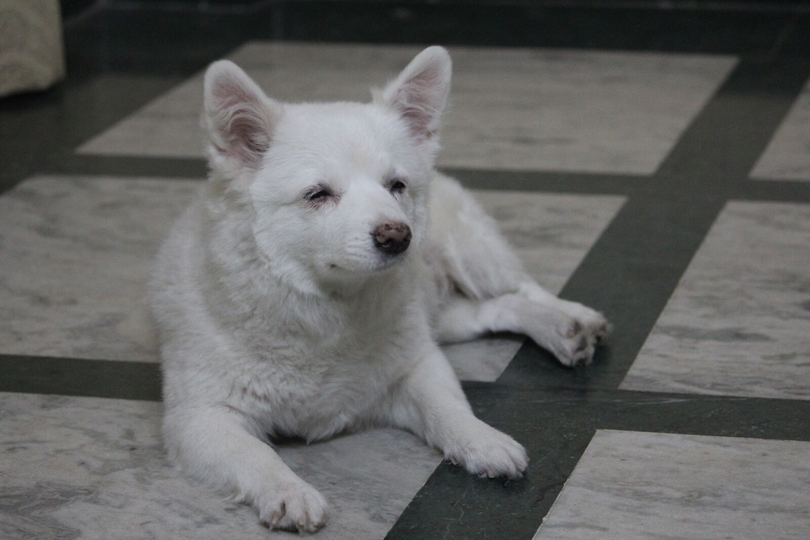 Canon EOS 1200D (EOS Rebel T5 / EOS Kiss X70 / EOS Hi) sample photo. Dog, pommerian, white photography