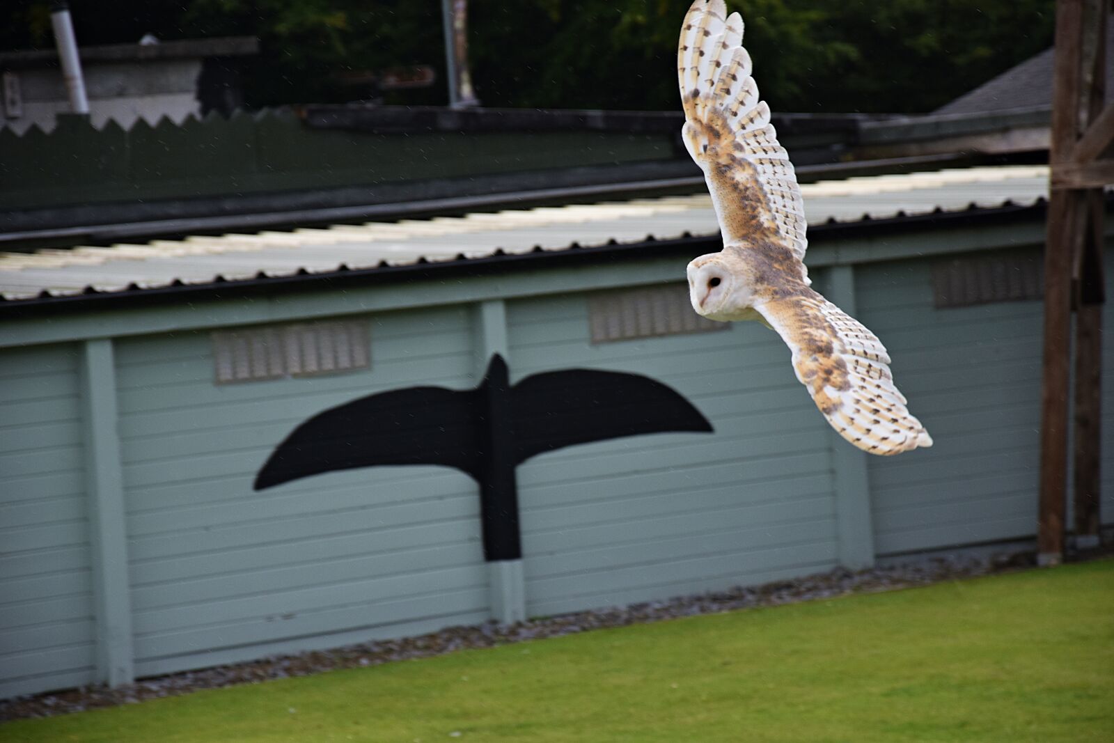 Nikon D3400 sample photo. Owl, raptor, bird photography