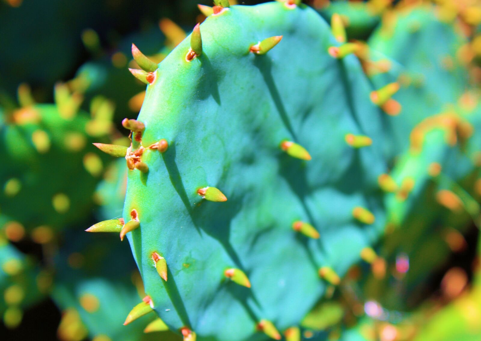 Canon EOS 600D (Rebel EOS T3i / EOS Kiss X5) sample photo. Cactus, flora, leaf photography