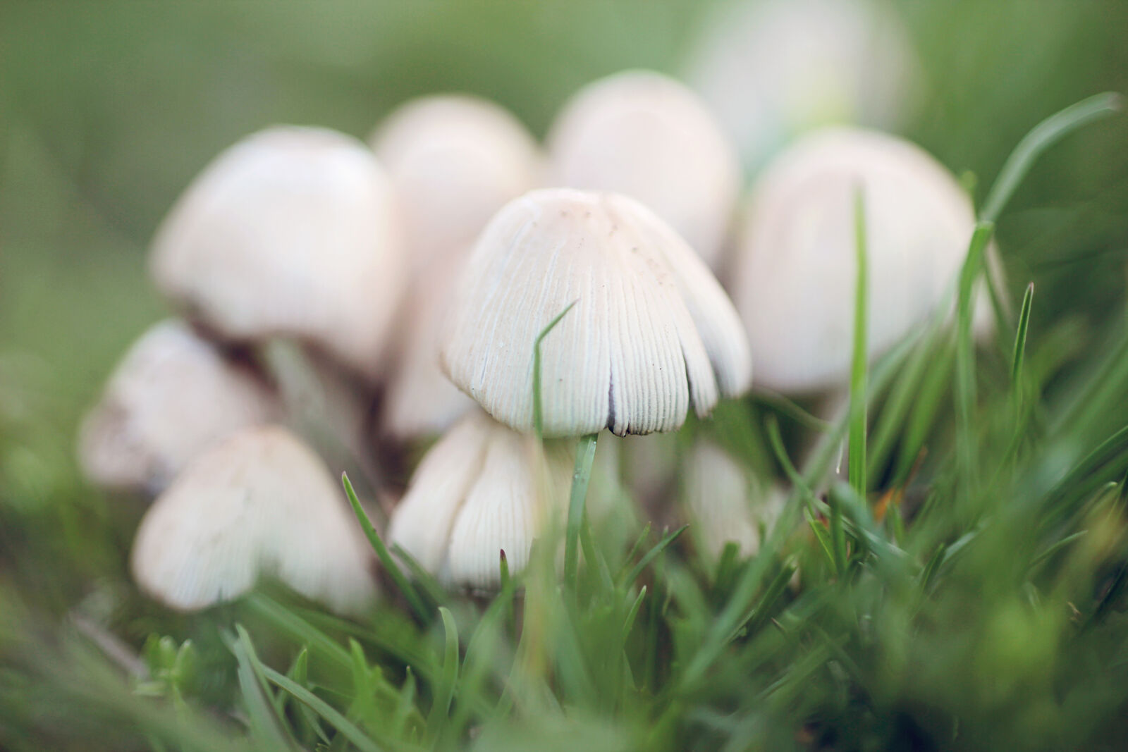 Canon EOS 600D (Rebel EOS T3i / EOS Kiss X5) + Canon EF 50mm F1.8 II sample photo. Food, fungi, garden, grass photography