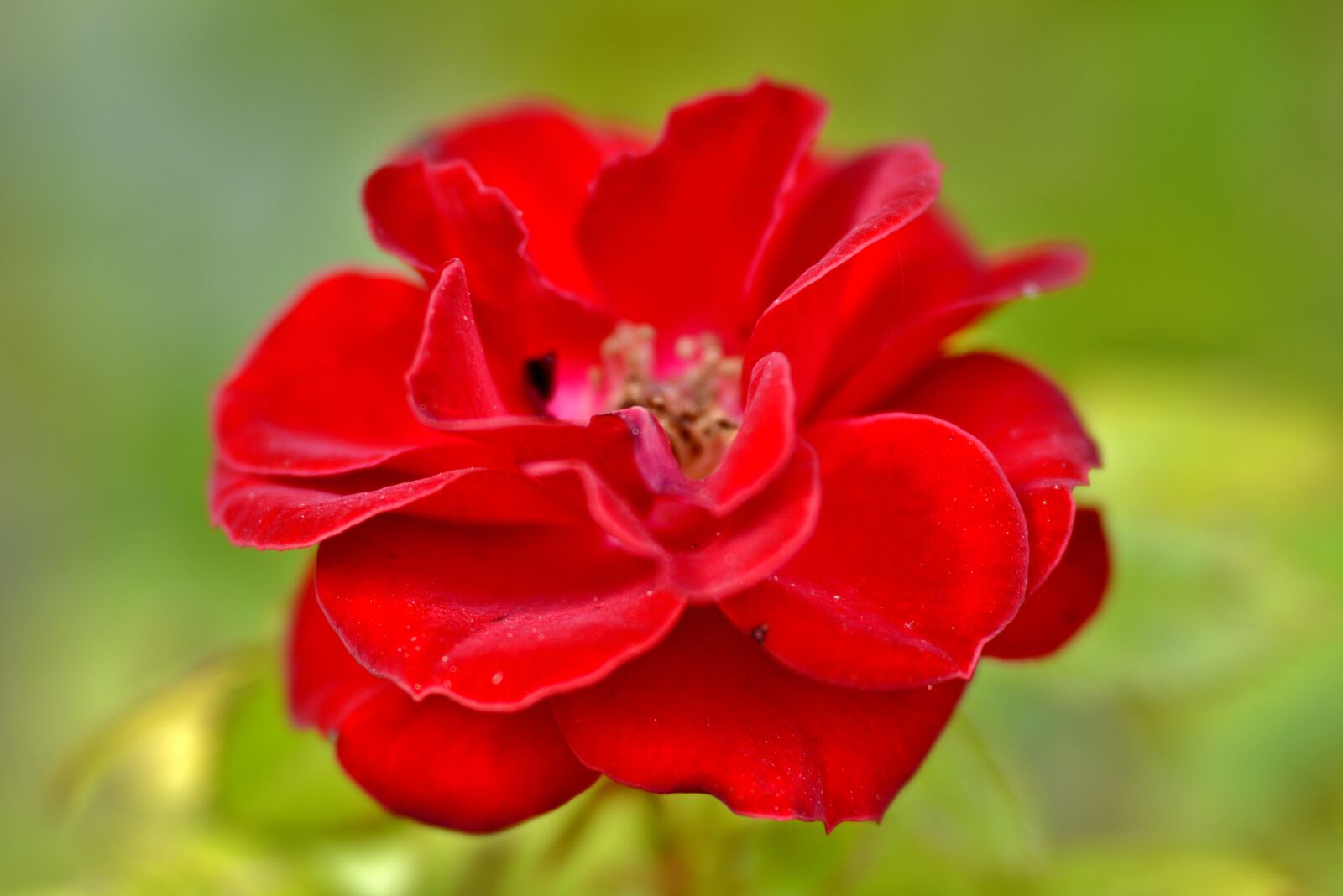 Nikon D600 sample photo. Rose, red, flower photography