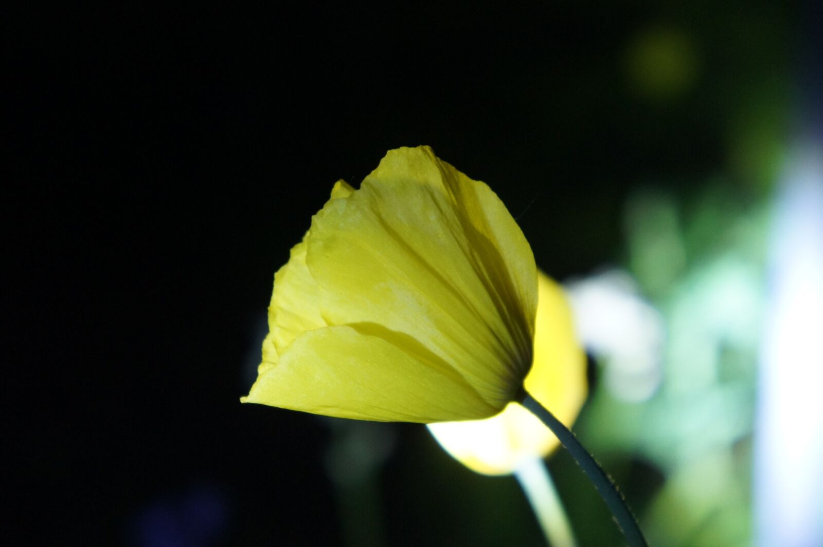 Sony Alpha NEX-5 sample photo. Flower, dark background, night photography