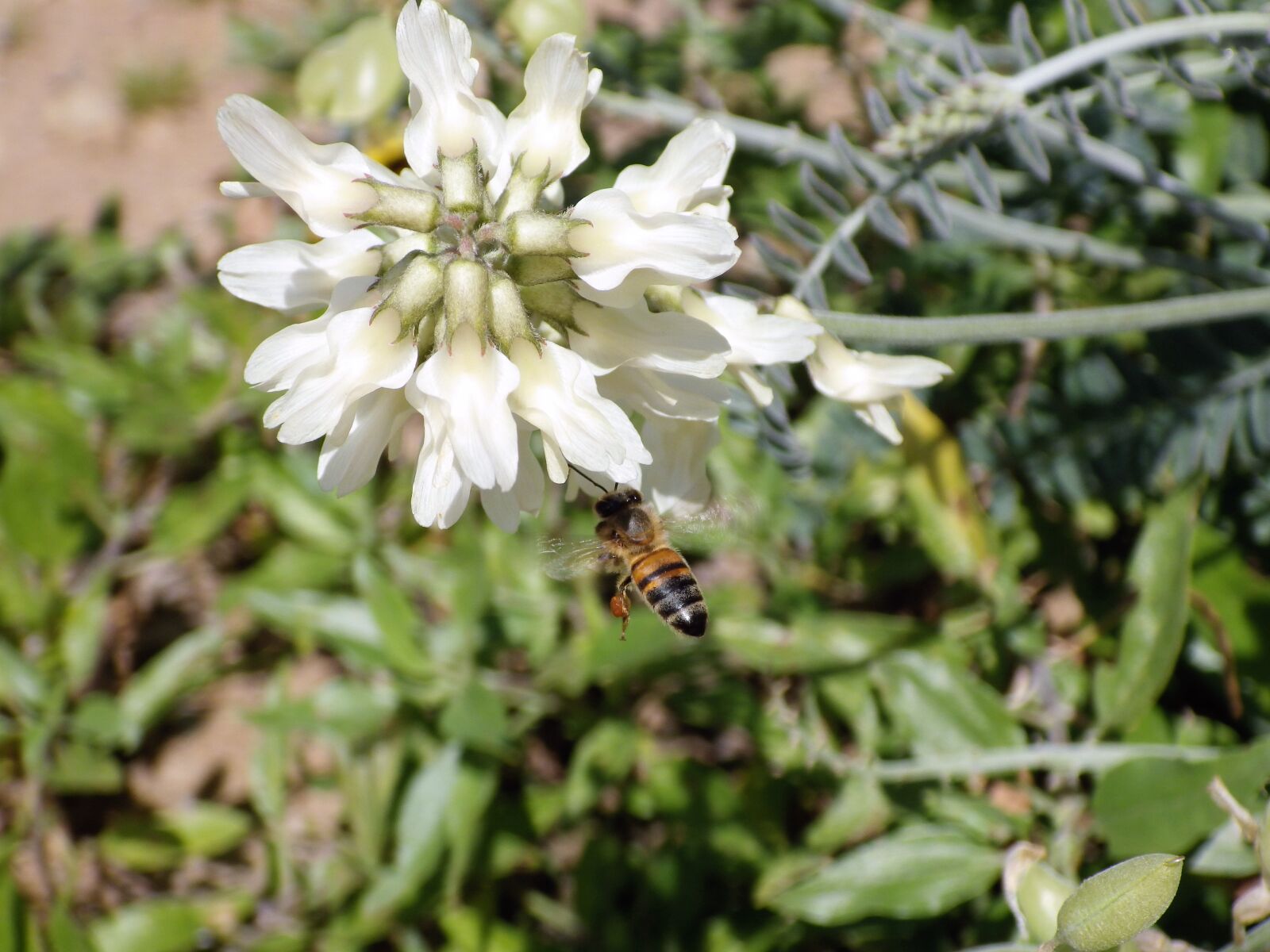 Pentax X-5 sample photo. Spring, flower, bee photography
