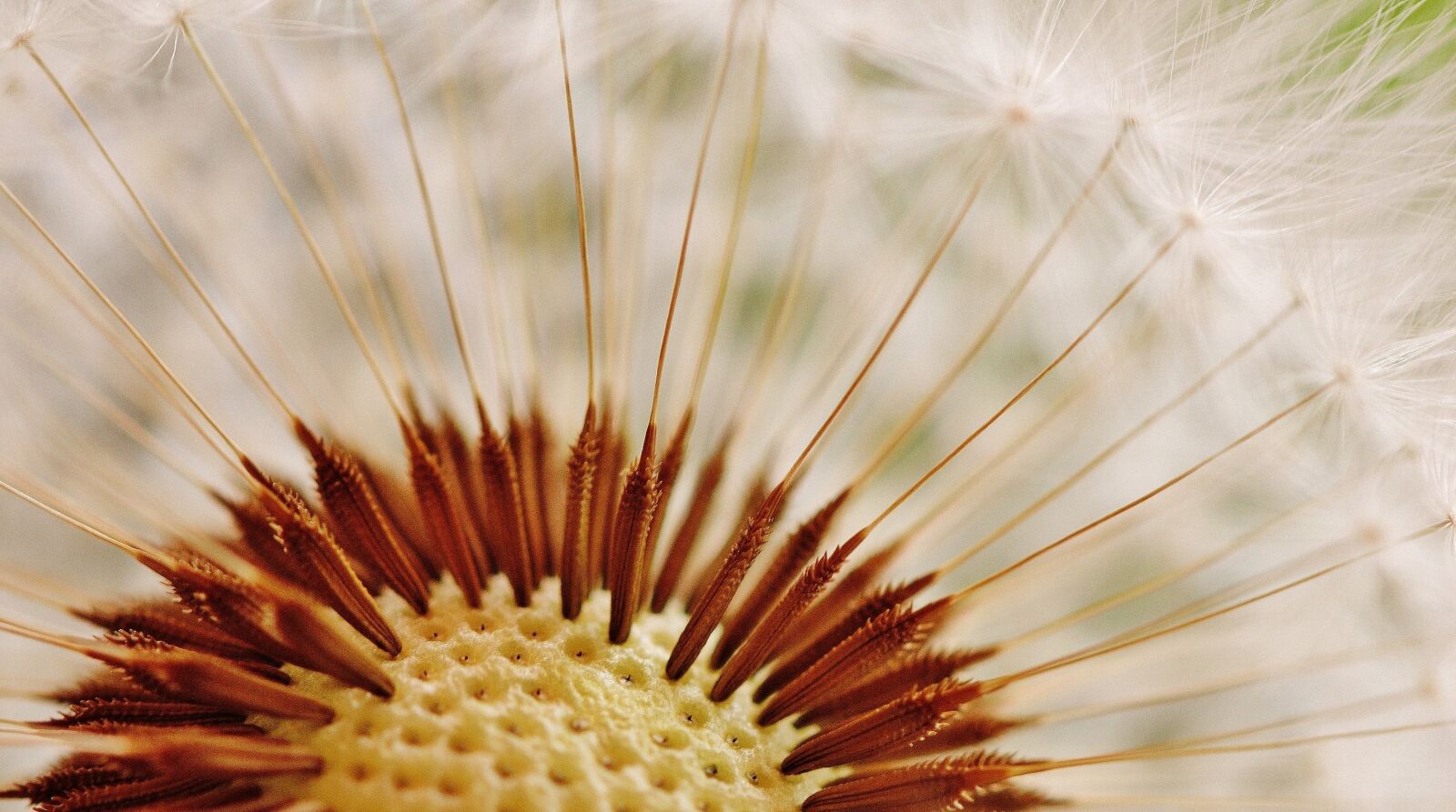 Nikon D3200 sample photo. Dandelion, plant, nature photography
