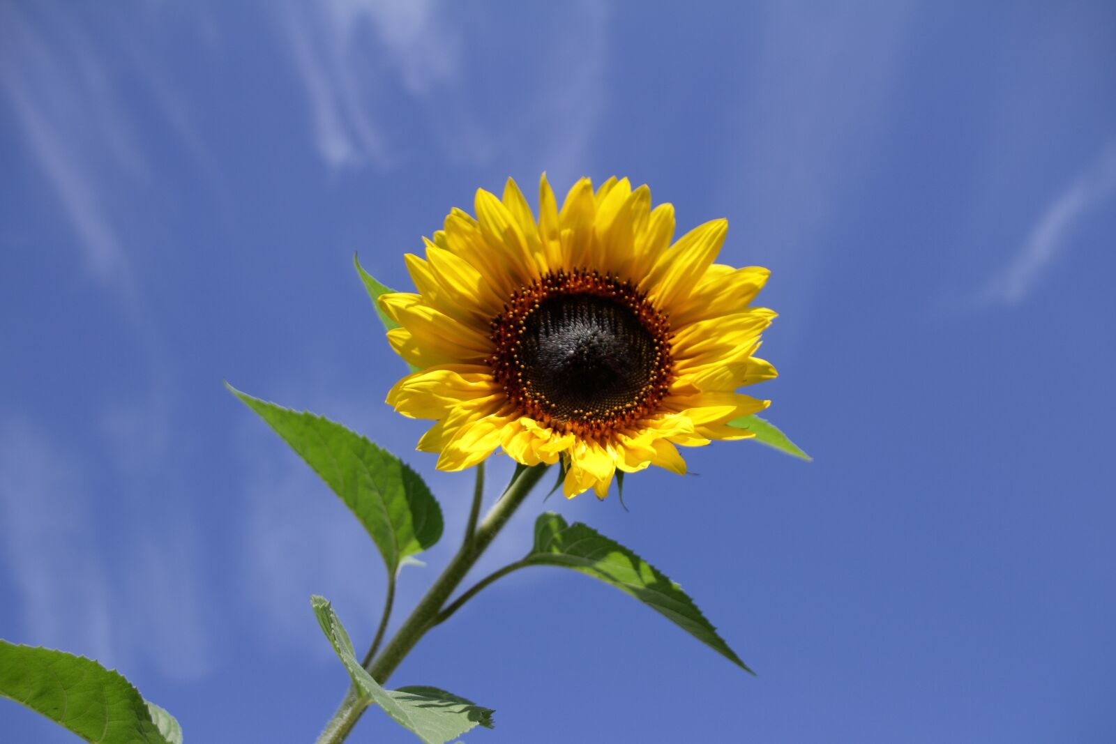 Canon EOS 7D sample photo. Sunflower, summer, flower photography