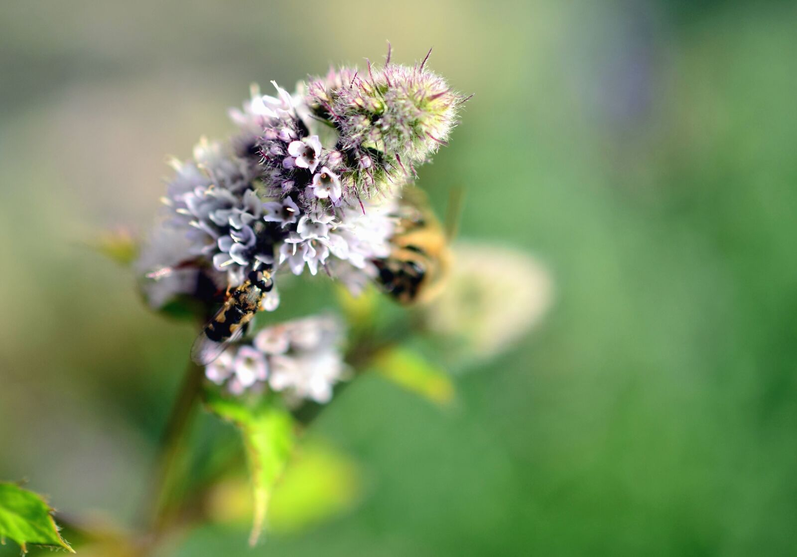 Nikon D5100 sample photo. Pollen, flower, petal, pollination photography