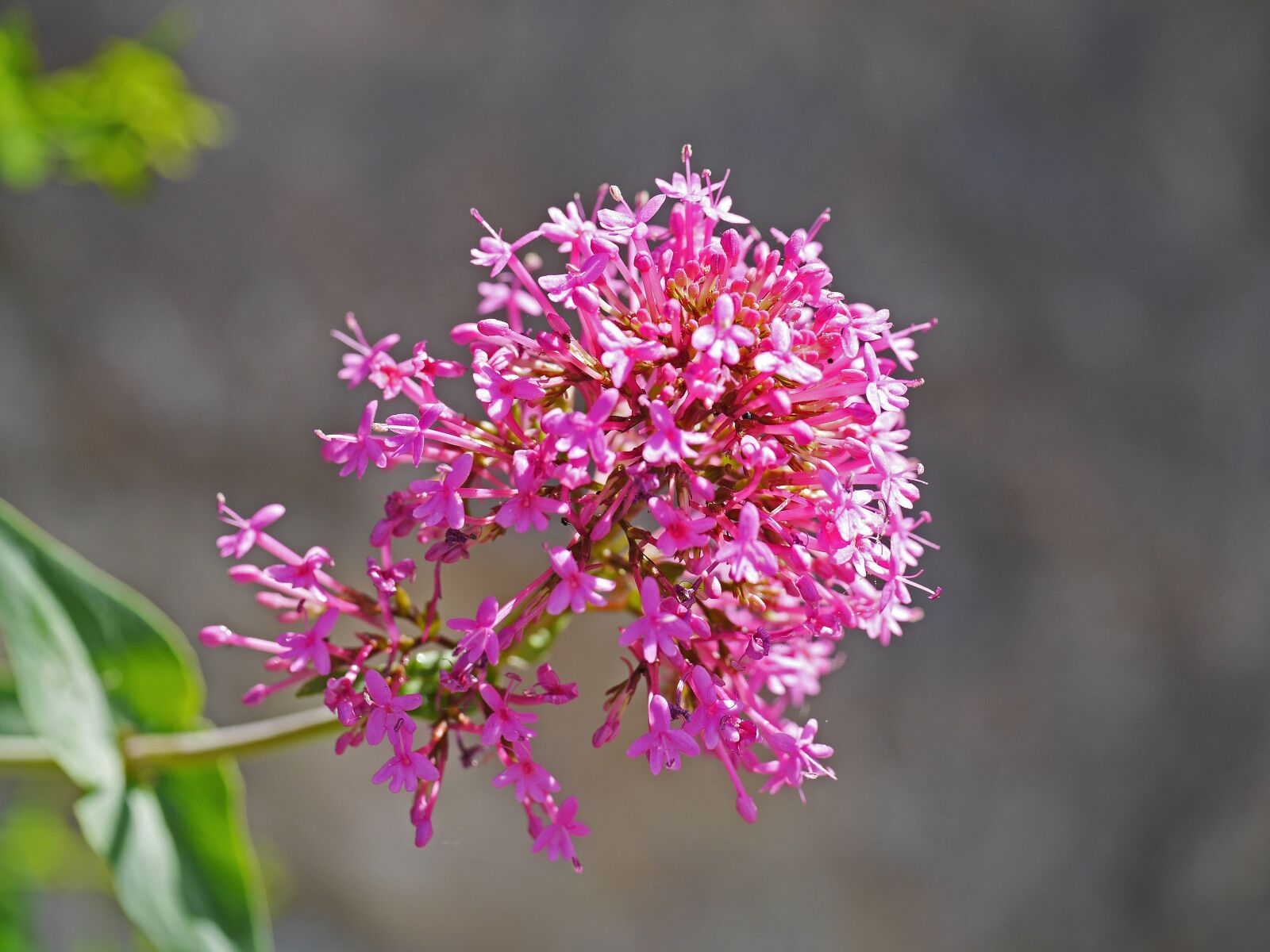 Panasonic Lumix DMC-GH3 sample photo. Alpine shrub, roadside, heyday photography