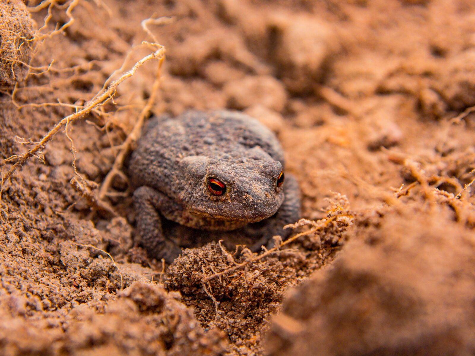 Canon EOS 700D (EOS Rebel T5i / EOS Kiss X7i) sample photo. The frog, a toad photography