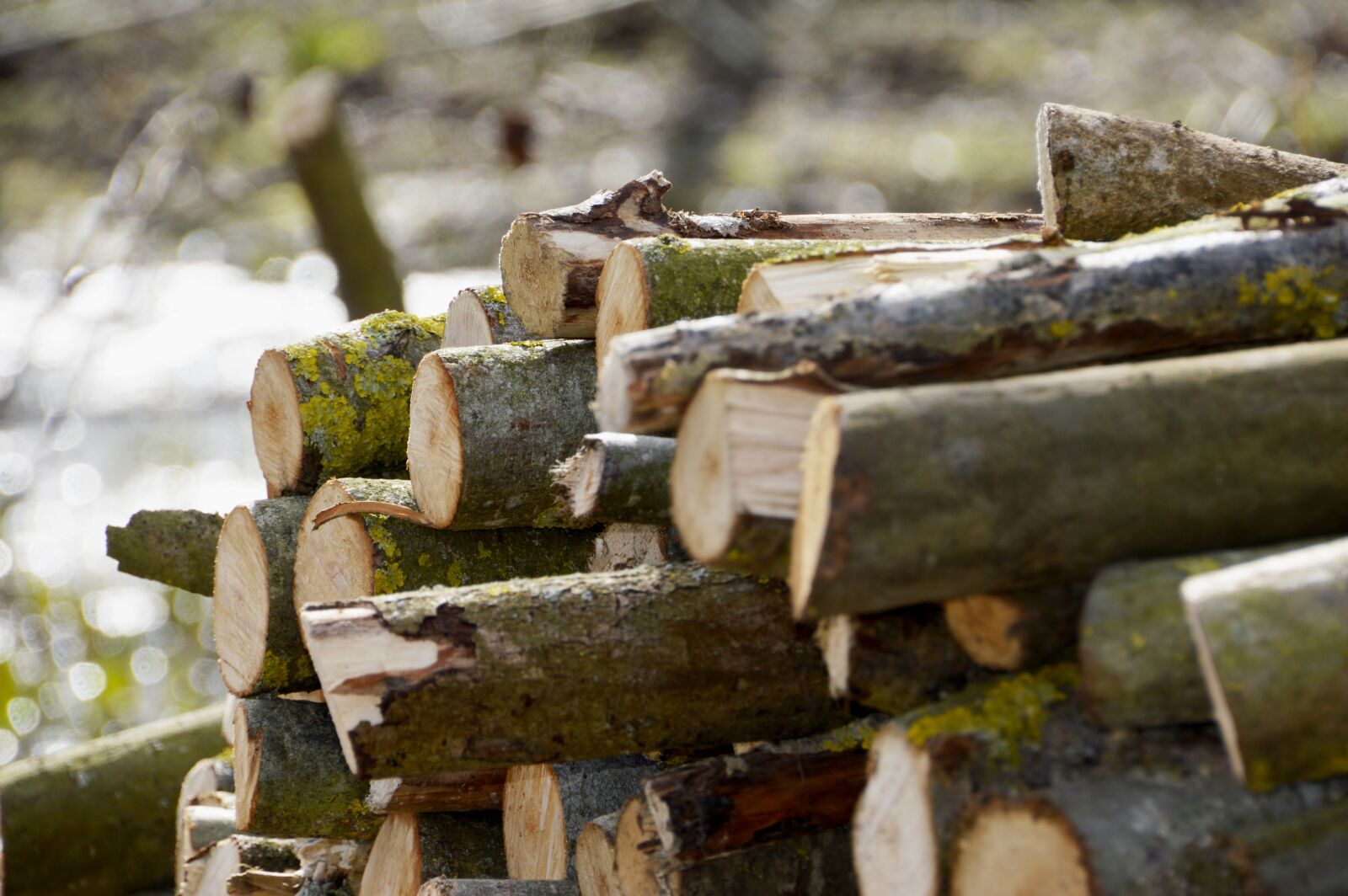 Nikon D3200 sample photo. Wood, log, tree photography