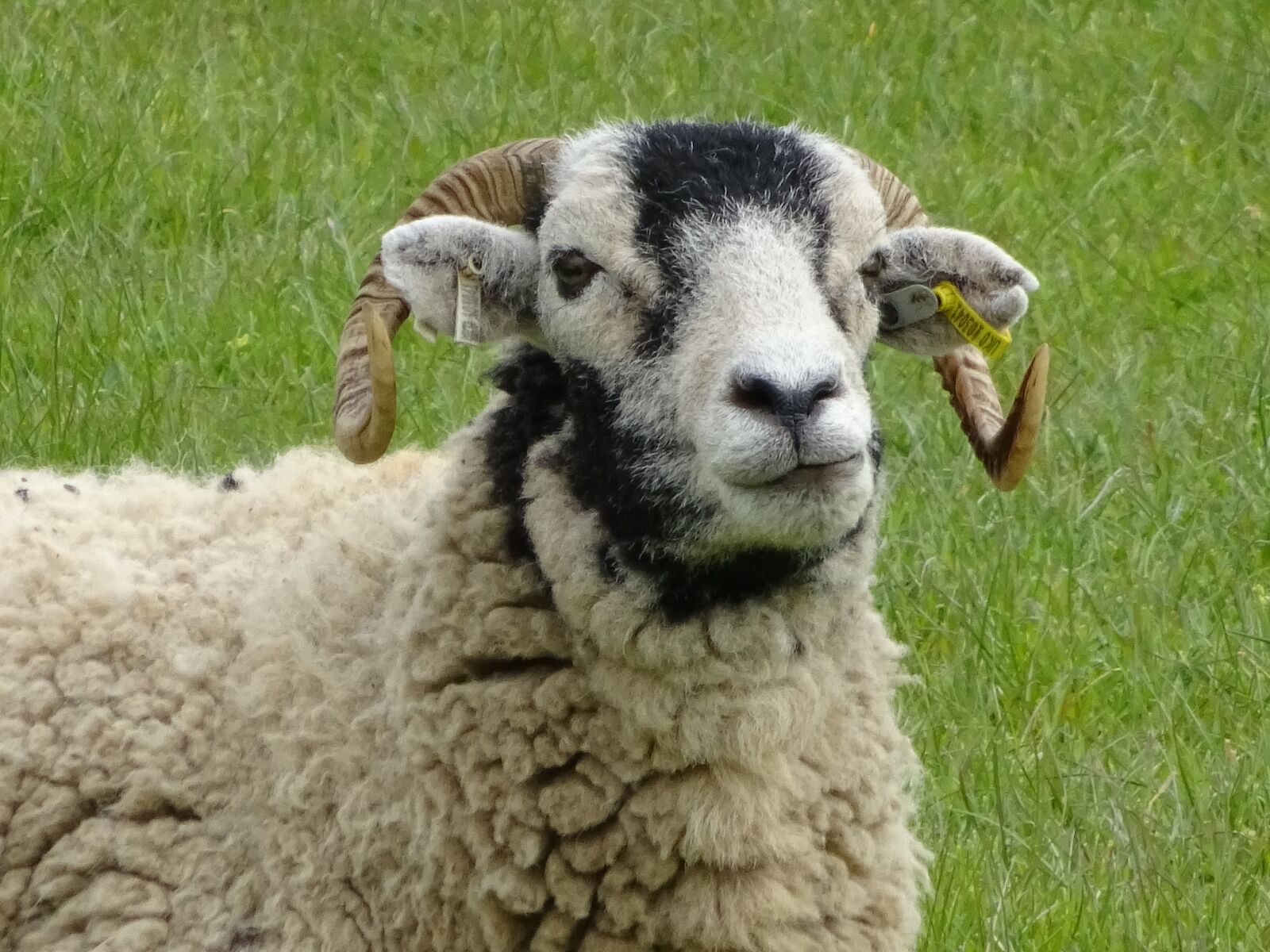 Sony Cyber-shot DSC-WX350 sample photo. Sheep, farm, agriculture photography