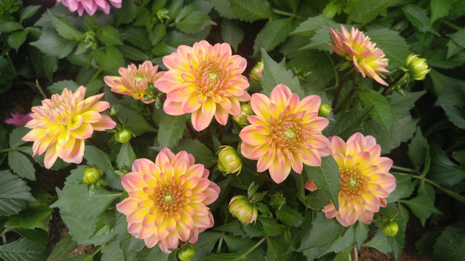 LG V10 sample photo. Flower, nature, plant photography