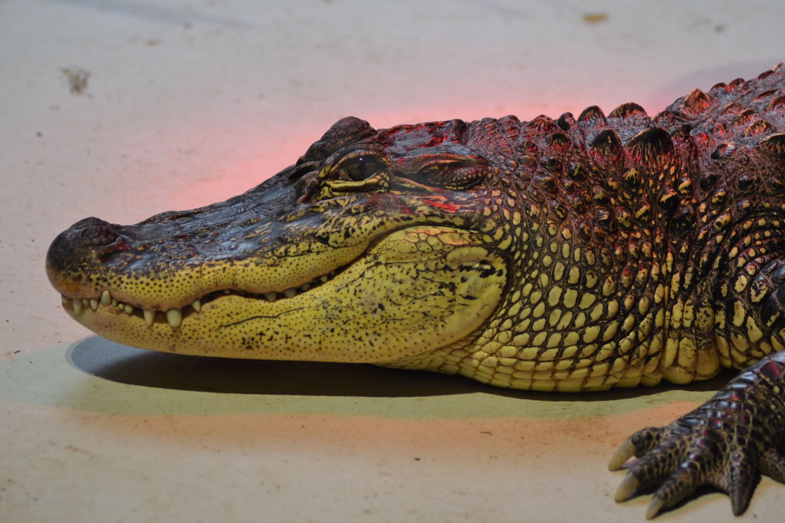 Nikon D3100 sample photo. Zoo, crocodile, œil photography