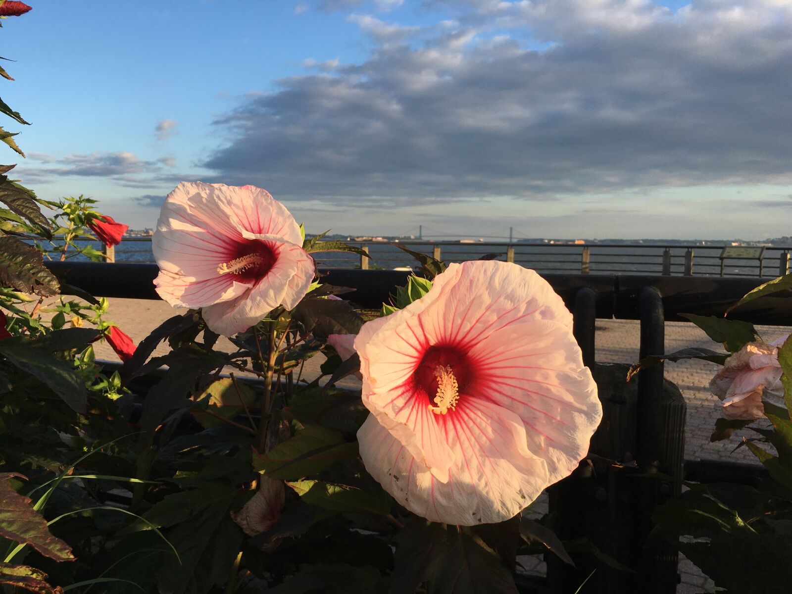iPhone SE back camera 4.15mm f/2.2 sample photo. Flowers, liberty state park photography