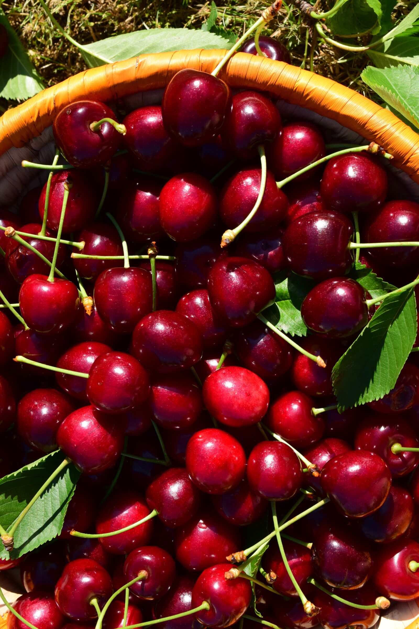 Nikon D3300 sample photo. Cherries, basket, fruit photography