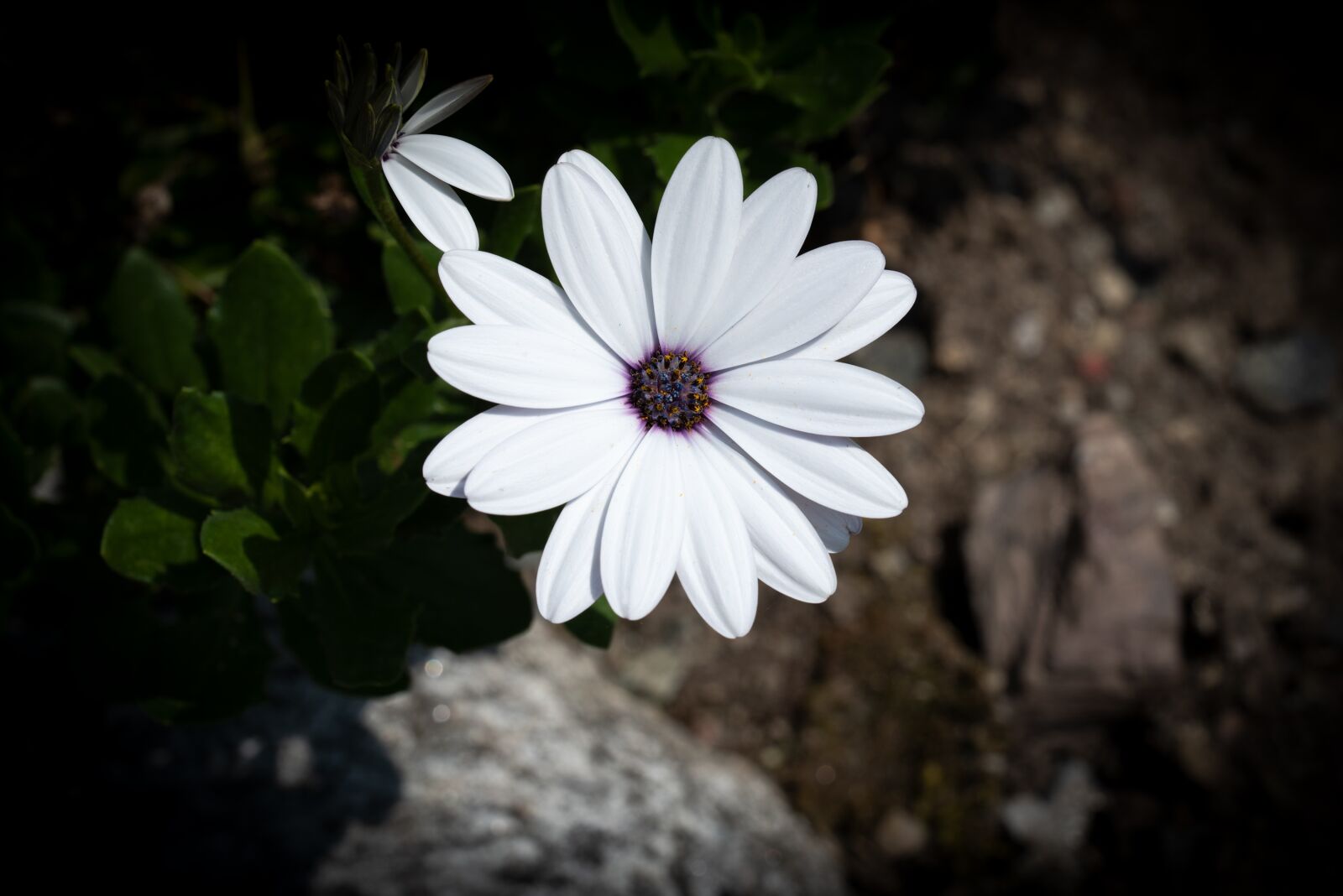 Nikon D750 sample photo. Flower, blossom, bloom photography