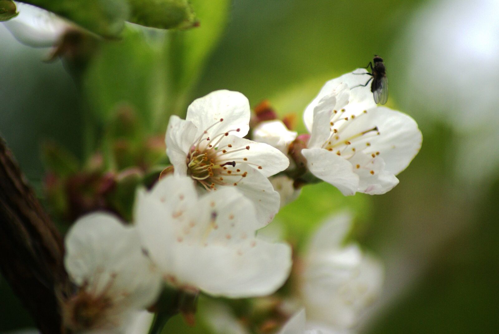 Sony Alpha DSLR-A100 sample photo. Flowers, close up, white photography