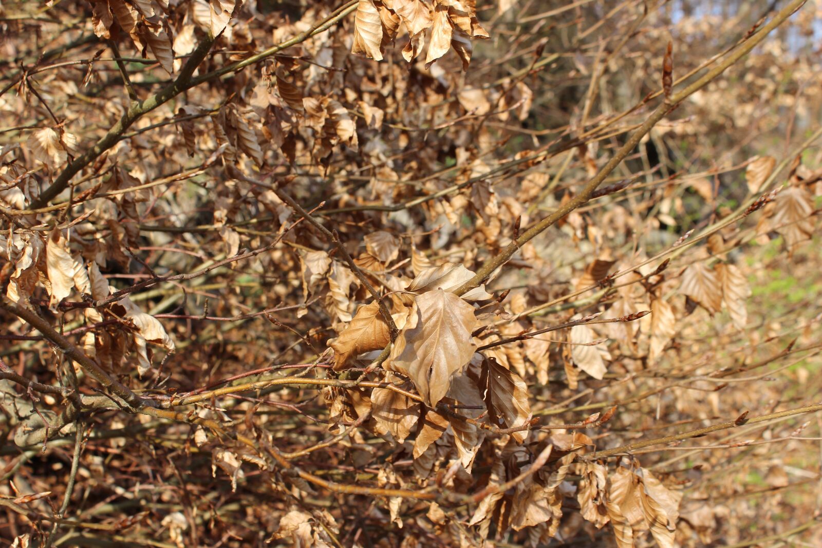 Canon EOS 600D (Rebel EOS T3i / EOS Kiss X5) sample photo. Fall foliage, autumn, leaves photography
