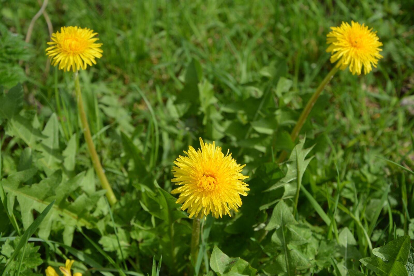 Nikon D5200 sample photo. Dandelion, nature, summer photography