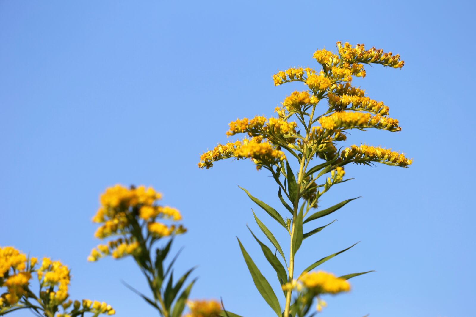 Canon EF 70-300 F4-5.6 IS II USM sample photo. Solidago gigantea, goldenrod, plant photography