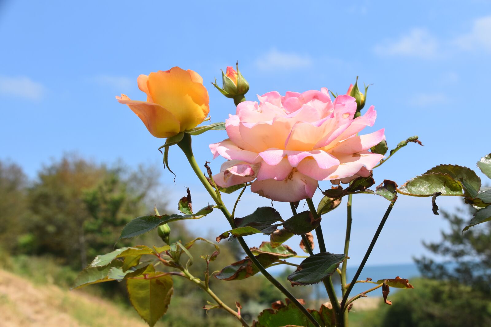 Nikon D5600 sample photo. Flower, roses, rosebuds photography