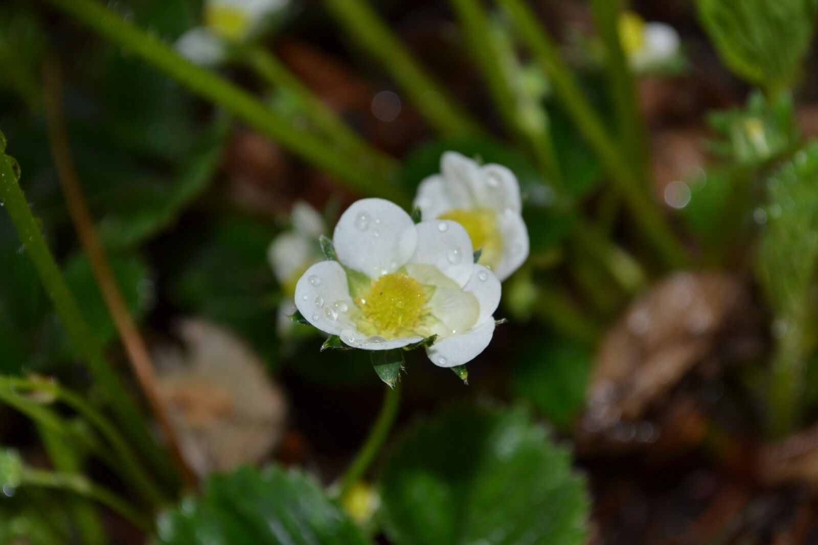 Nikon D3100 sample photo. Drops, of, water, flower photography