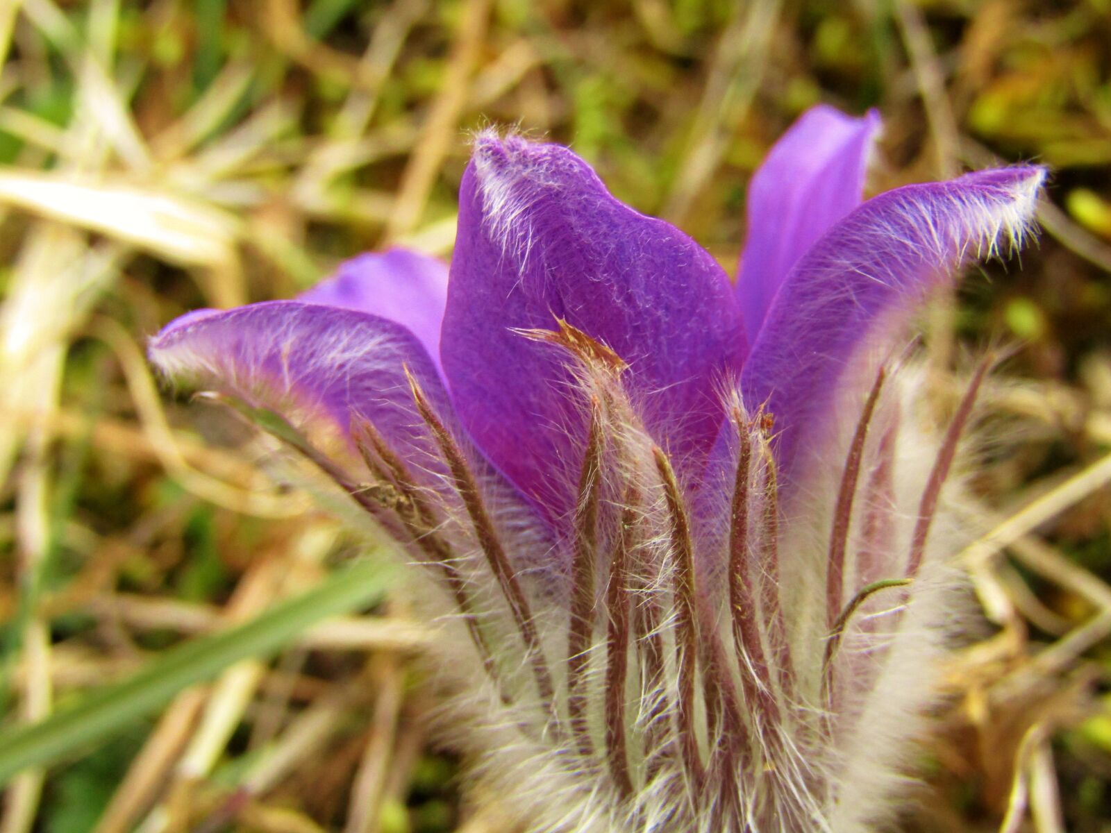 Canon POWERSHOT SX432 IS sample photo. Pasque flower, pasqueflower, flowers photography