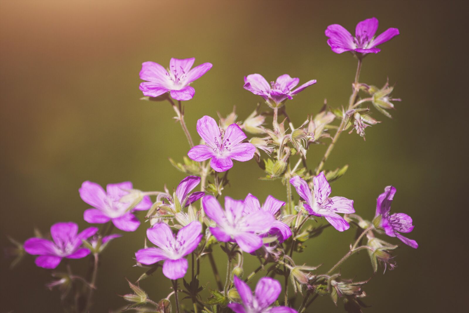 Nikon D7100 sample photo. Flowers, wildflowers, pink photography