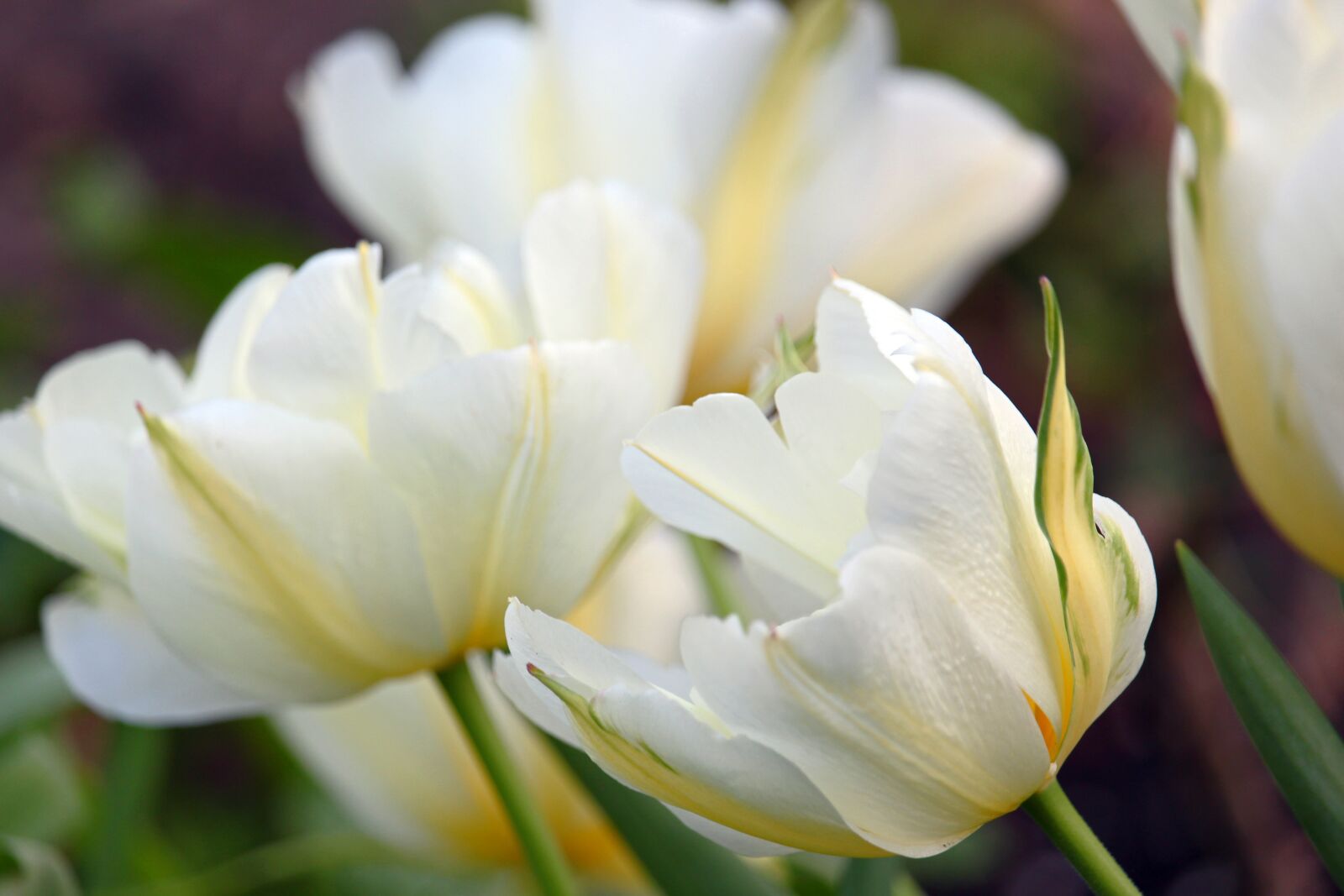 Canon EOS 700D (EOS Rebel T5i / EOS Kiss X7i) sample photo. White tulips, tulips, spring photography