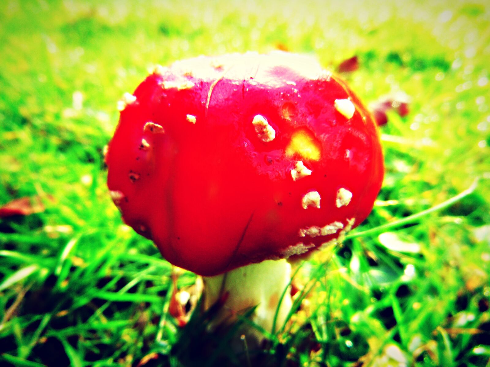 Panasonic DMC-FT20 sample photo. Mushroom, red, fungus photography