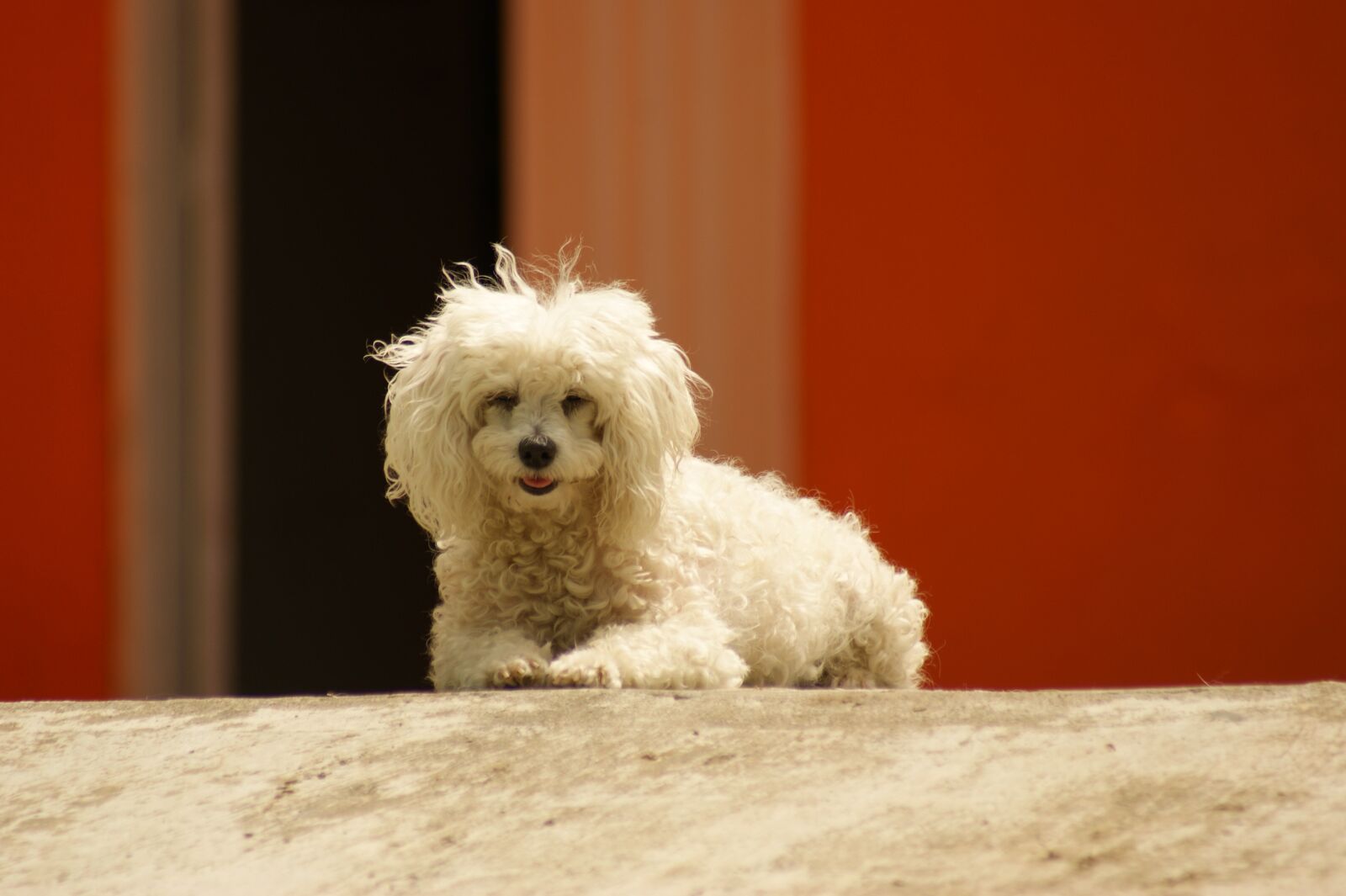 Sony Alpha DSLR-A390 sample photo. Fauna, ulloa, risaralda photography