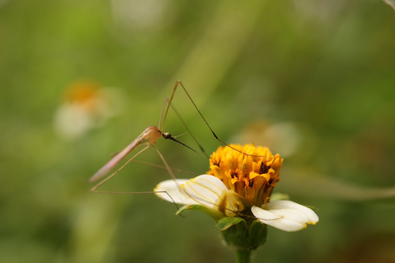 Sony Alpha DSLR-A390 sample photo. Nature, in, the photography