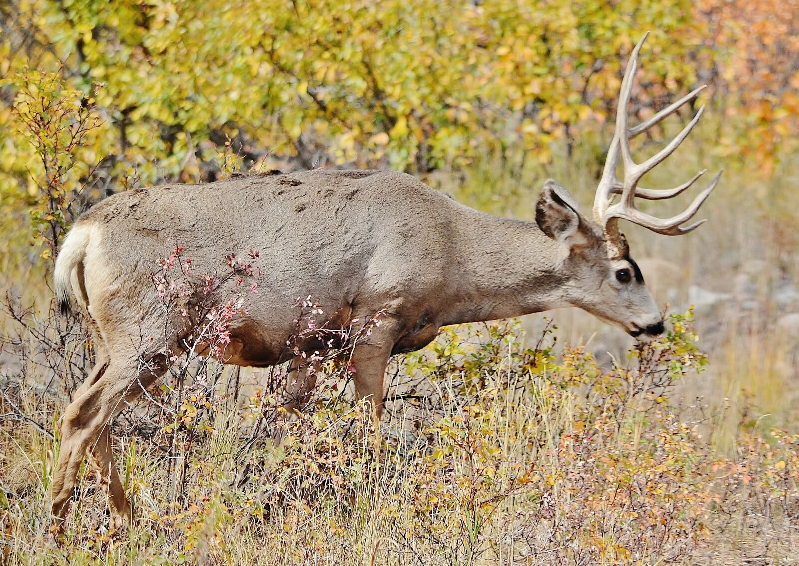 Nikon D5100 sample photo. Deer, rockies, colorado photography