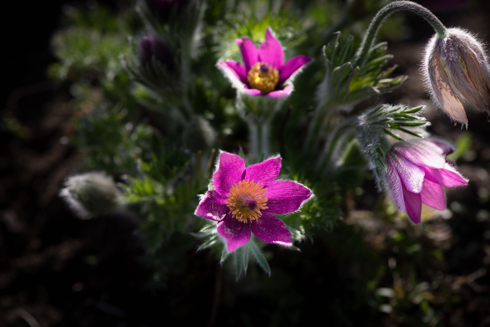 Nikon D750 sample photo. Ranunculus, purple, garden photography