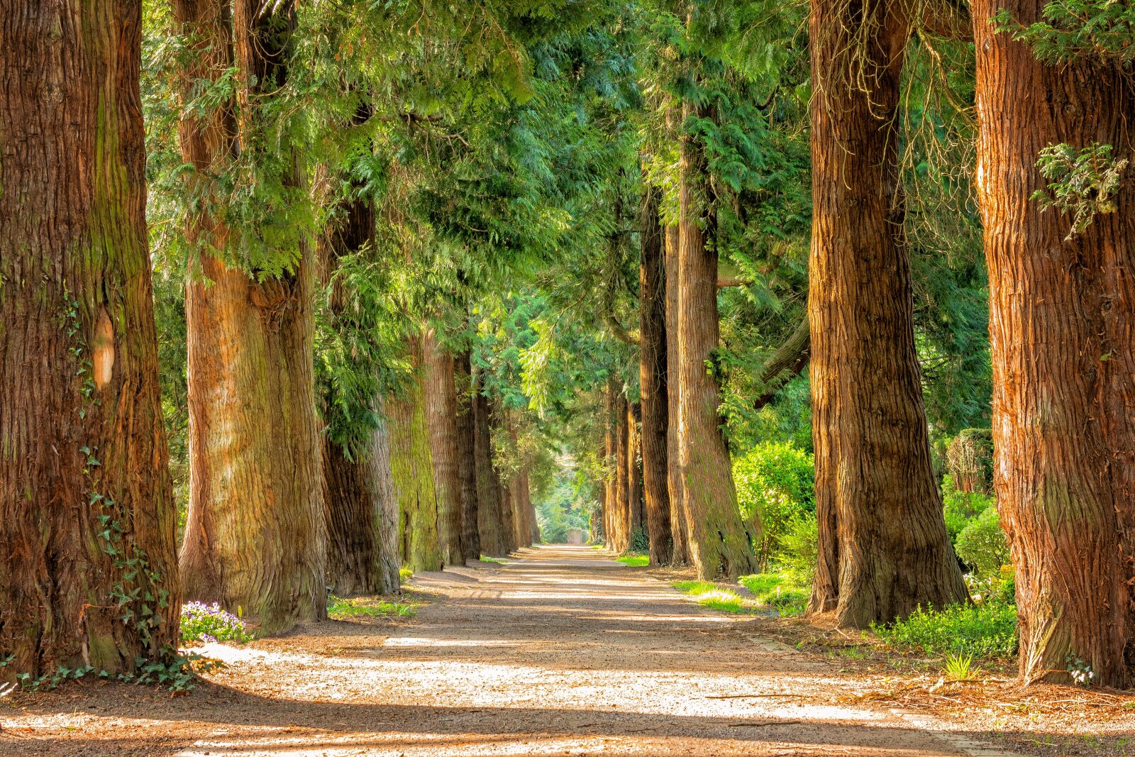 Nikon D3300 sample photo. Avenue, trees, away photography