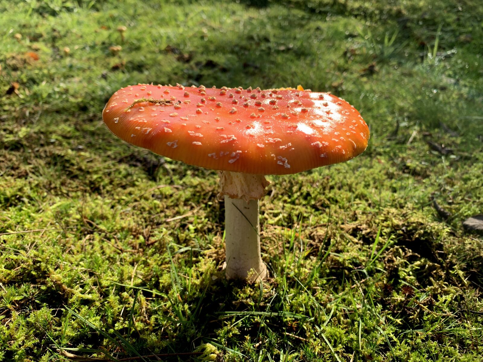 iPhone XS Max back dual camera 4.25mm f/1.8 sample photo. Fly agaric, red, nature photography