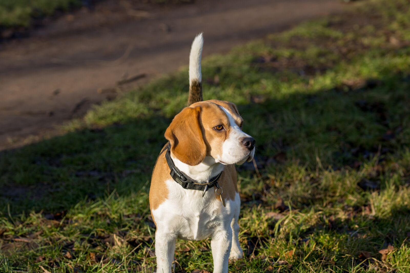 Canon EOS 2000D (EOS Rebel T7 / EOS Kiss X90 / EOS 1500D) sample photo. Dog, pet, animal photography