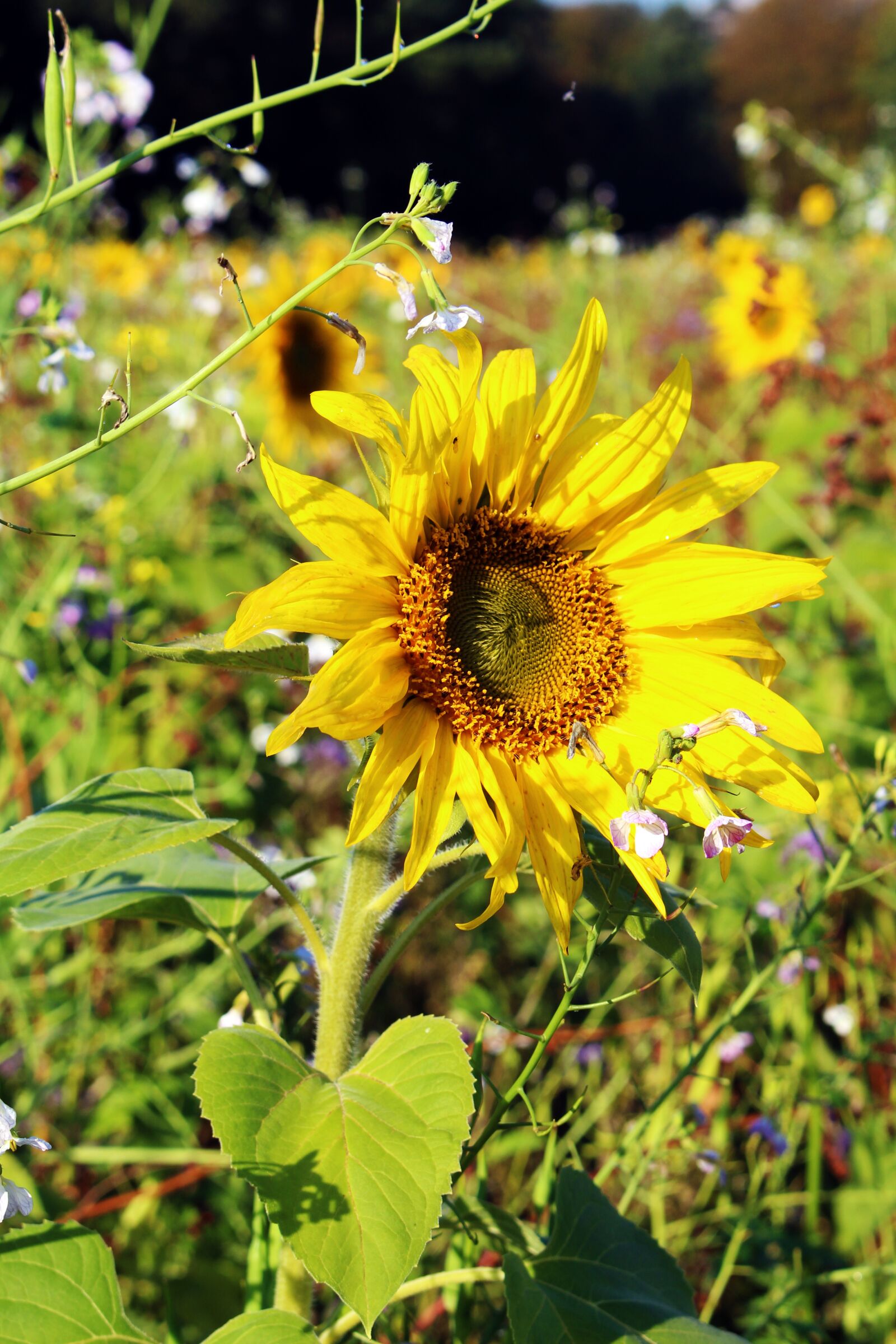 Canon EOS 700D (EOS Rebel T5i / EOS Kiss X7i) sample photo. Sunflower, sunflower field, yellow photography