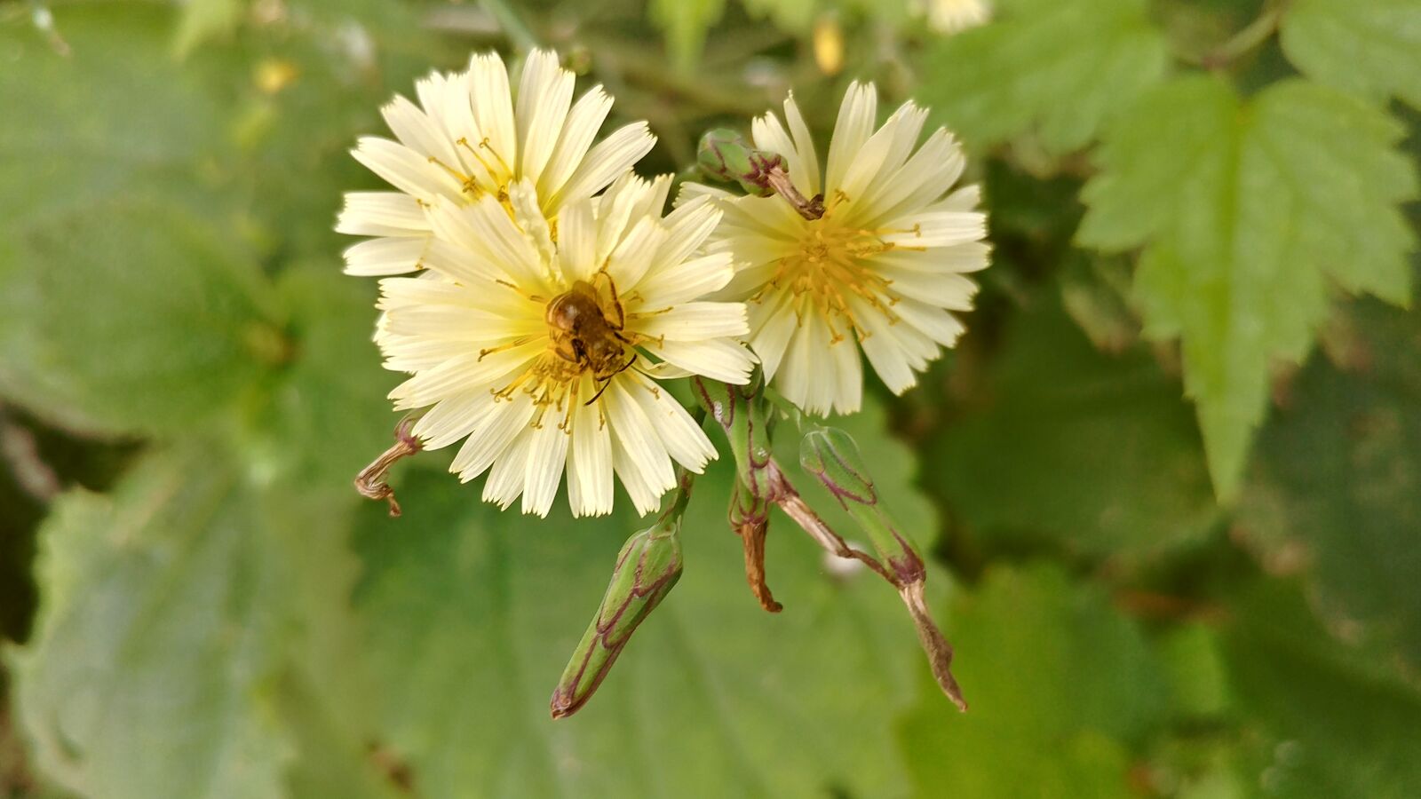 LG V20 sample photo. Dandelion, flowers, plants photography