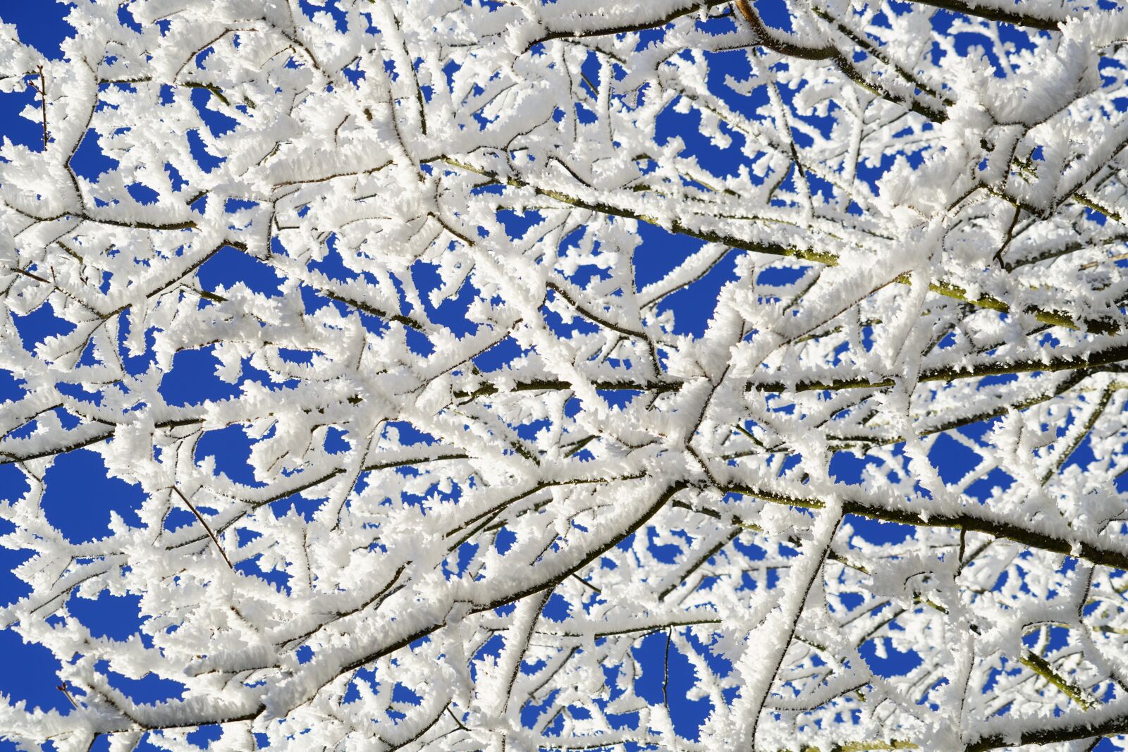 Sony a7R II + Sony FE 24-240mm F3.5-6.3 OSS sample photo. Aesthetic, branches, hoarfrost photography