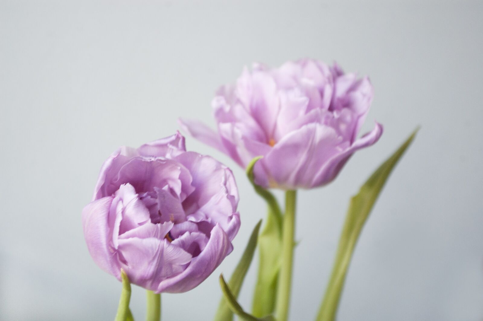 Nikon D40 sample photo. Flowers, tulips, spring flowers photography