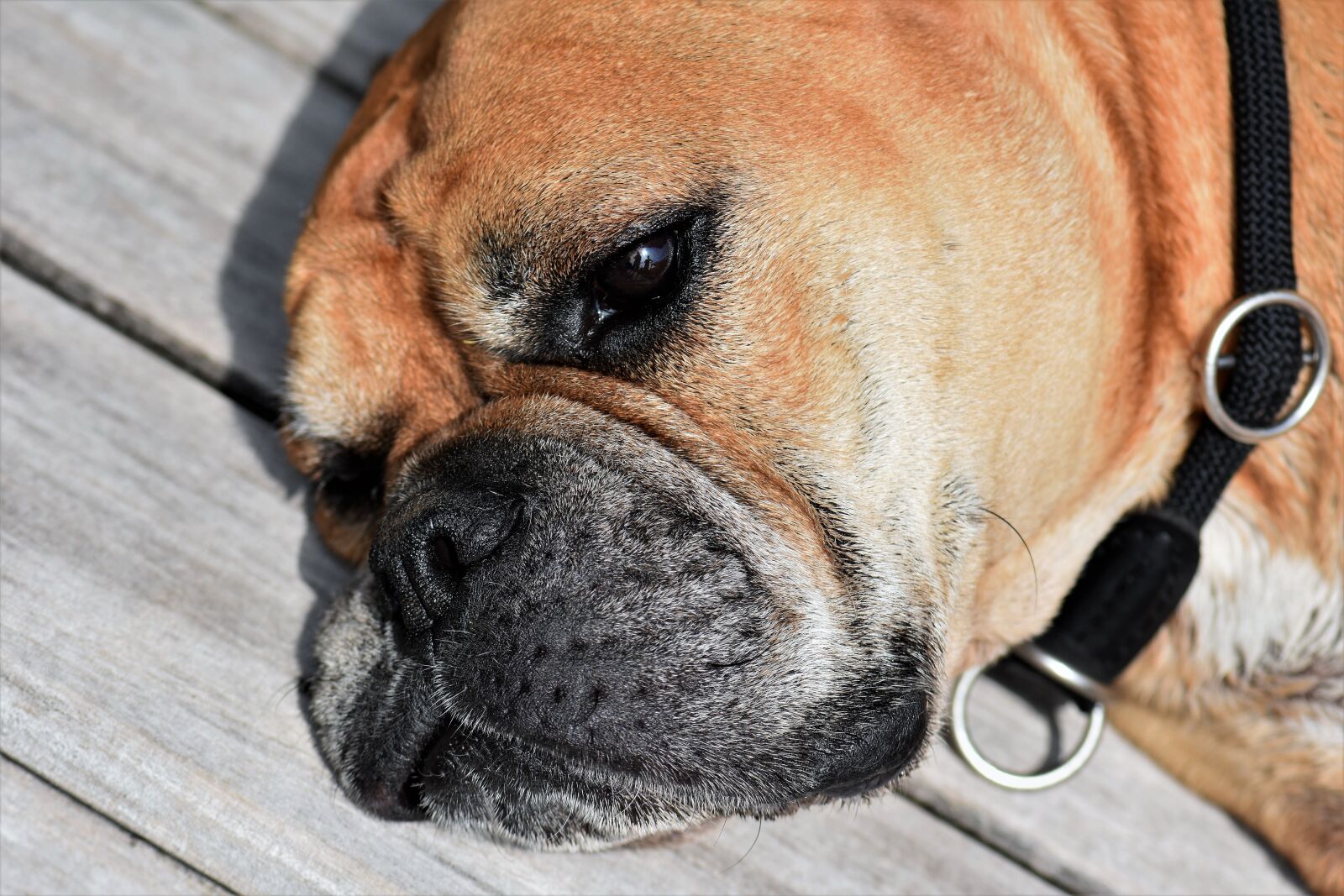 Nikon D5500 sample photo. Dog, animal, continental bulldog photography