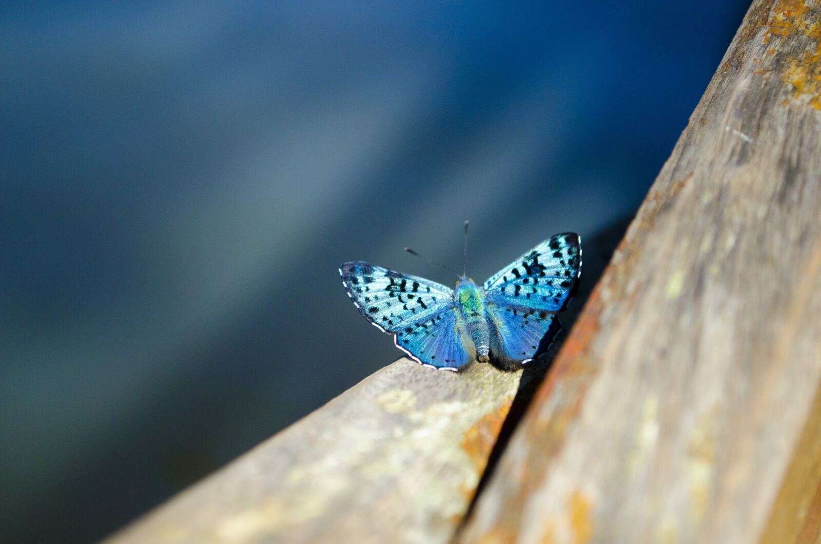 Nikon D7000 sample photo. Butterfly, blue, wood photography
