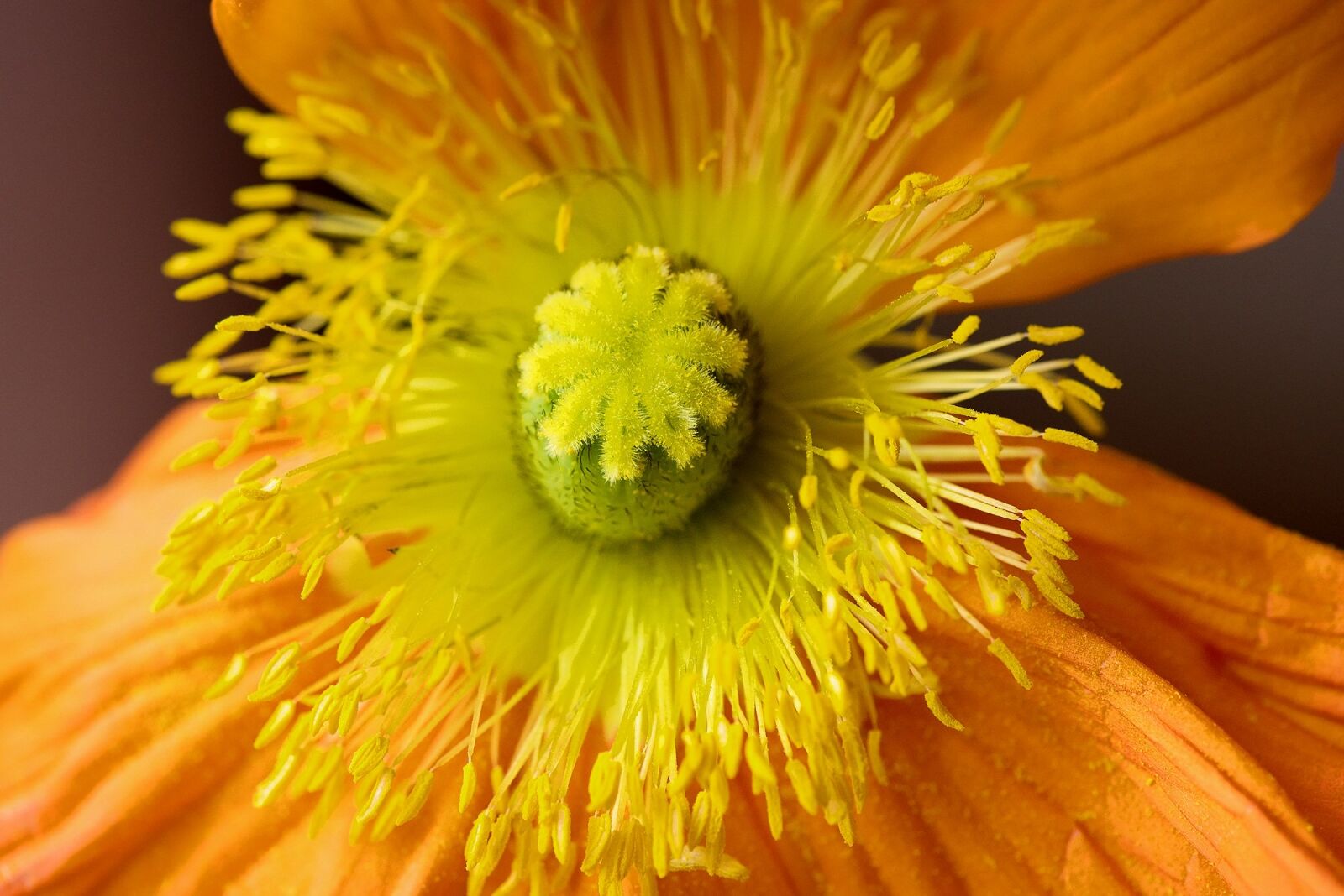Nikon D750 sample photo. Poppy, are poppy, stamp photography
