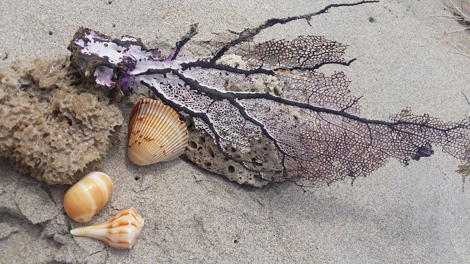 Samsung Galaxy S5 sample photo. Beach, coral, hurricane photography