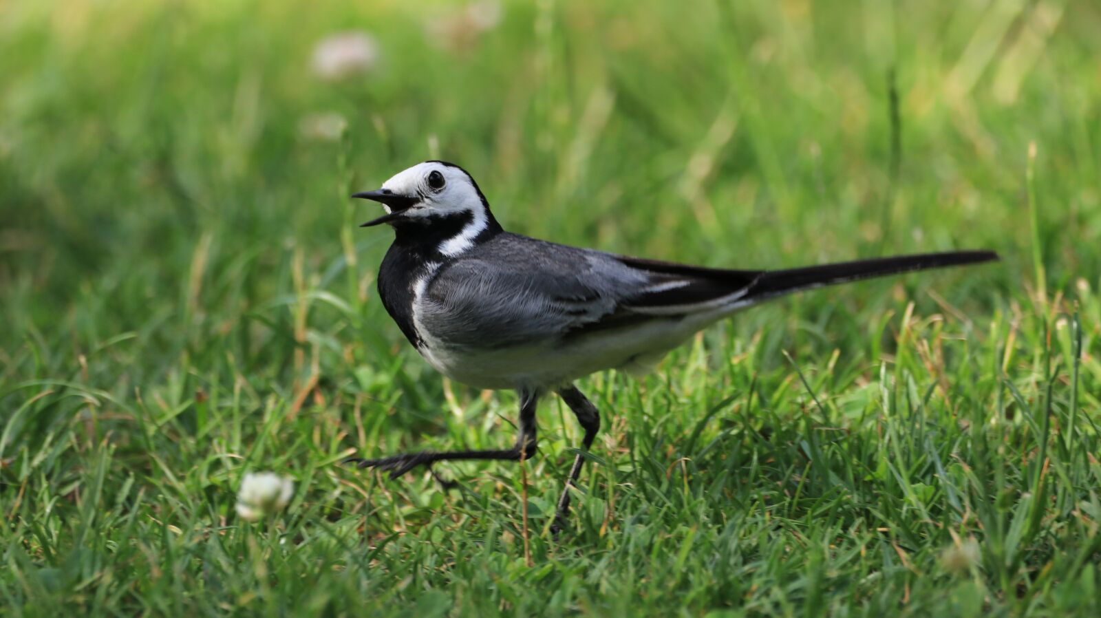 150-600mm F5-6.3 DG OS HSM | Contemporary 015 sample photo. White wagtail, bill, feather photography