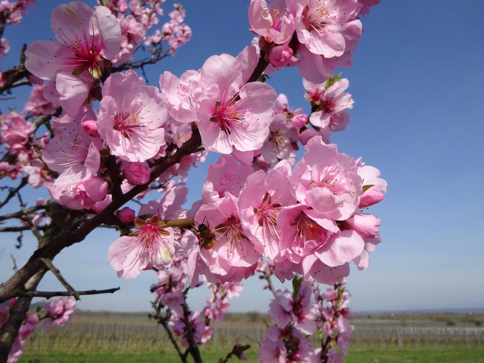Sony Cyber-shot DSC-WX350 sample photo. Almond blossom, spring, almond photography